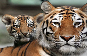 Jim Corbett